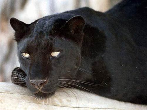 Blackpanther - 62.jpg